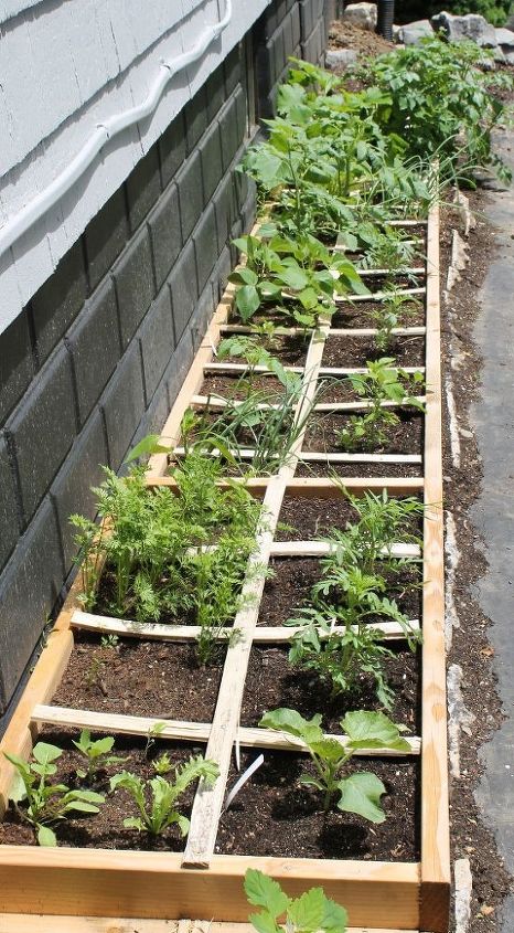 how to eliminate garden slugs, gardening, homesteading, how to, pest control, raised garden beds
