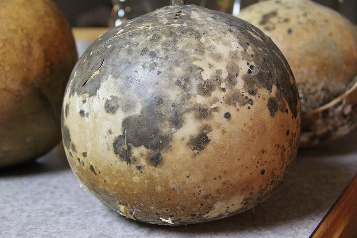 gourd art, crafts, repurposing upcycling, Straight from the garden