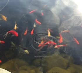pond fish rochester ny water garden pond fish monroe county ny acorn, outdoor living, ponds water features