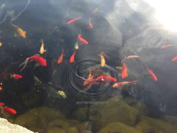 pond fish rochester ny water garden pond fish monroe county ny acorn, outdoor living, ponds water features