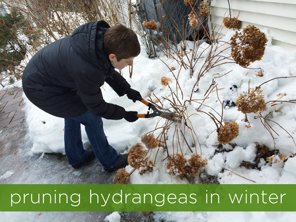 pruning hydrangeas in winter smart move or amateur mistake, flowers, gardening, hydrangea
