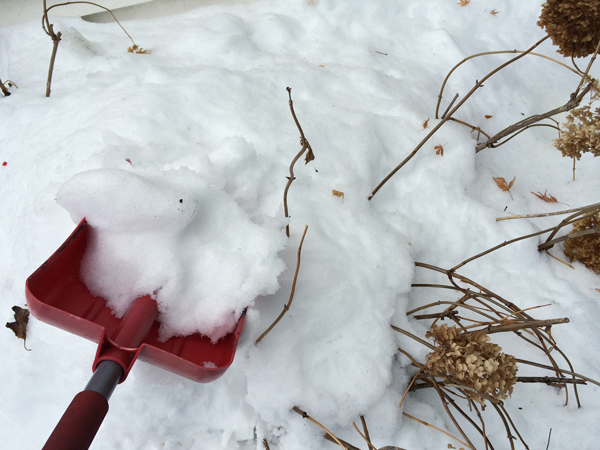 pruning hydrangeas in winter smart move or amateur mistake, flowers, gardening, hydrangea