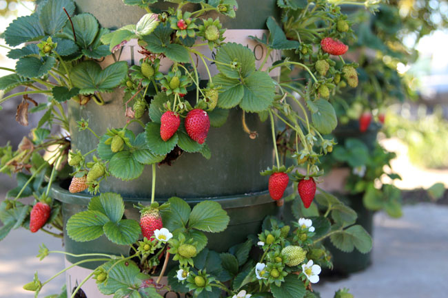 diy strawberry tower with built in reservoir, container gardening, gardening, homesteading, how to, repurposing upcycling