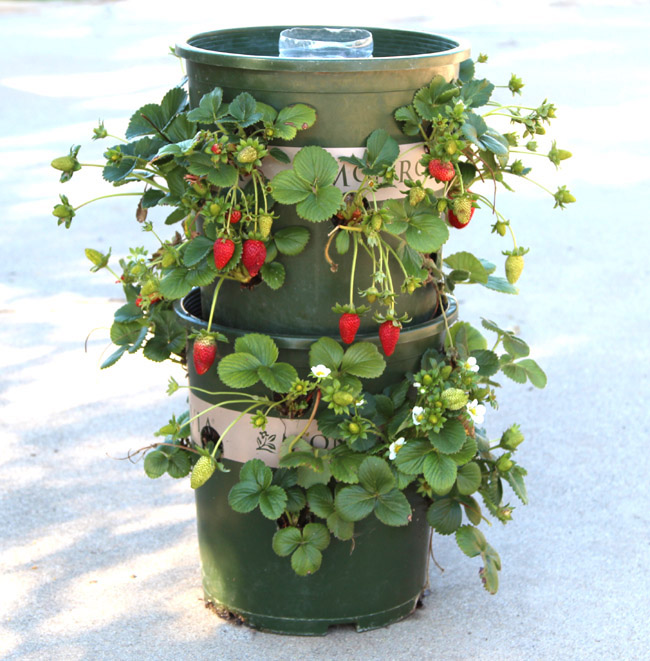 diy strawberry tower with built in reservoir, container gardening, gardening, homesteading, how to, repurposing upcycling