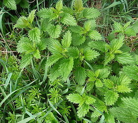 What is your best tip for getting rid of stinging nettles? | Hometalk