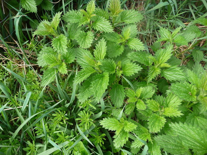 q what is your best tip for getting rid of stinging nettles, gardening, how to