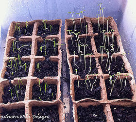seed starting success, container gardening, flowers, gardening, homesteading