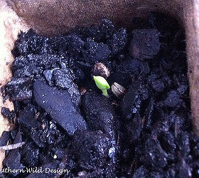 seed starting success, container gardening, flowers, gardening, homesteading