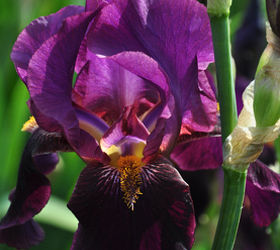 the lure of the darkside, container gardening, flowers, gardening, Bearded Iris