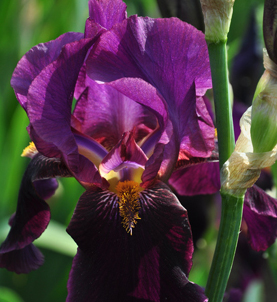 flores tallos y follaje de colores oscuros dramticos, Iris barbudo