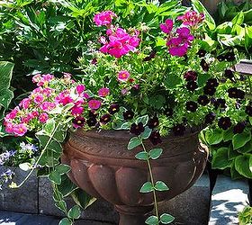 the lure of the darkside, container gardening, flowers, gardening