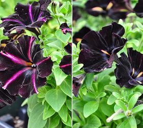 the lure of the darkside, container gardening, flowers, gardening, Petunias