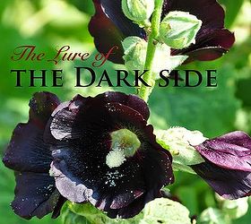 the lure of the darkside, container gardening, flowers, gardening