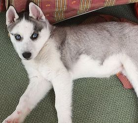 q doggy stains, cleaning tips, pets animals, reupholster, 12 week old husky pup