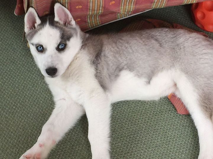 q doggy stains, cleaning tips, pets animals, reupholster, 12 week old husky pup