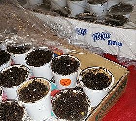 k cups repurposed, container gardening, gardening, repurposing upcycling