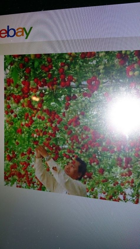 q climbing tomato prep any fancy ideas to make picking easier, gardening, homesteading, Here s the advertisement that brought me to those seeds