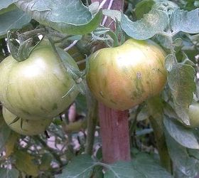 q what are your favorite tomatoes peppers where do you get your seed, gardening, homesteading, Mr Stripey on the vine Small and tasty