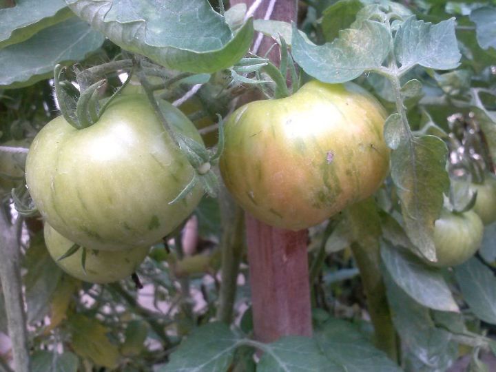 q what are your favorite tomatoes peppers where do you get your seed, gardening, homesteading, Mr Stripey on the vine Small and tasty