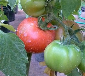 q what are your favorite tomatoes peppers where do you get your seed, gardening, homesteading, Can t remember which one this one is