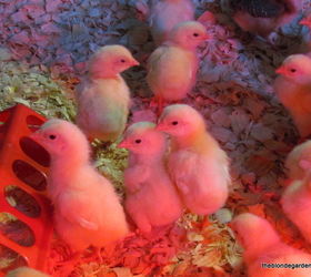 raising meat chickens, homesteading, how to