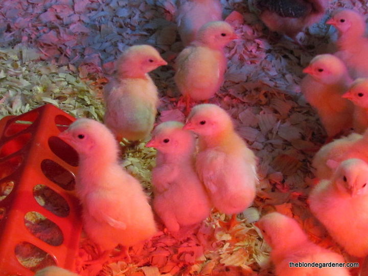 raising meat chickens, homesteading, how to