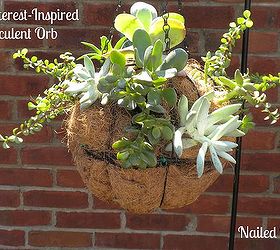 succulent orb experiment, container gardening, flowers, gardening, succulents, Succulent Orb Hanging Basket