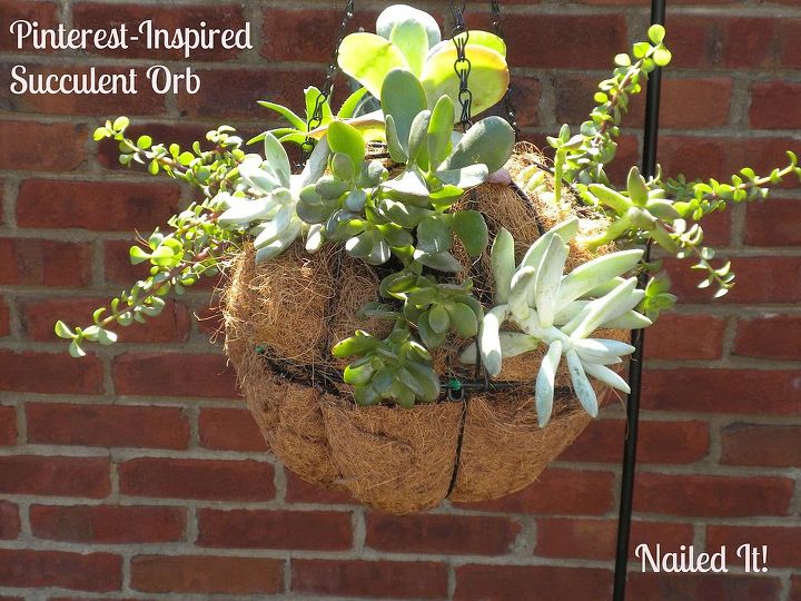 succulent orb experiment, container gardening, flowers, gardening, succulents, Succulent Orb Hanging Basket