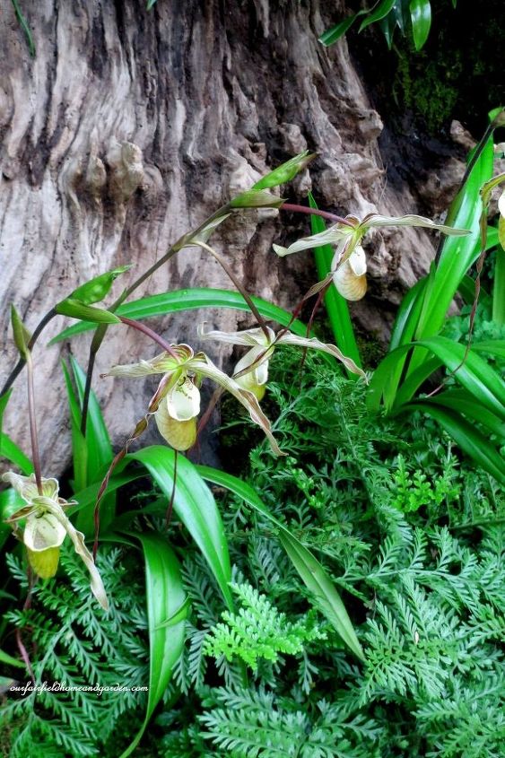 extravagancia de orqudeas de longwood gardens 2015, Plantaci n en el bosque
