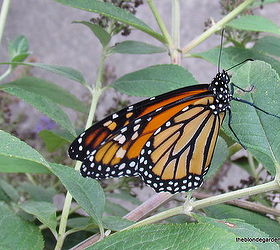 creating a monarch butterfly garden, gardening, pets animals, Monarch Butterfly
