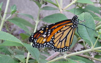 Cómo crear un jardín de mariposas monarca