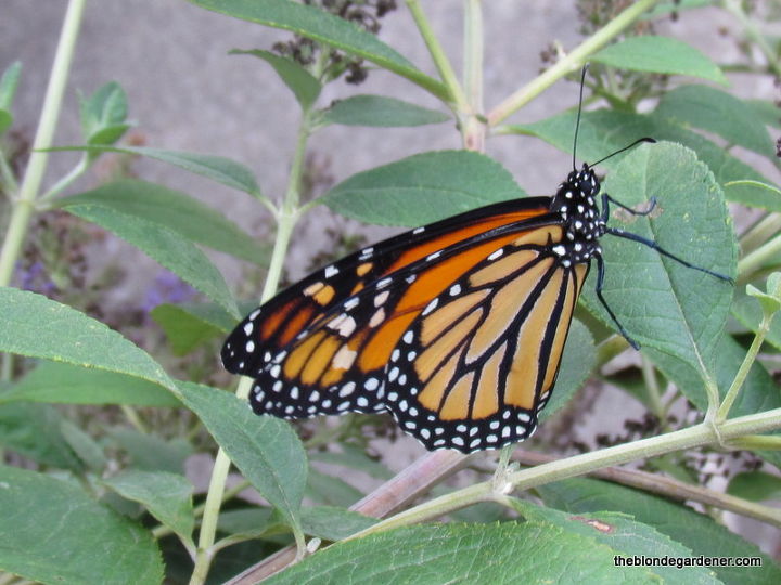 como criar um jardim de borboleta monarca, borboleta monarca