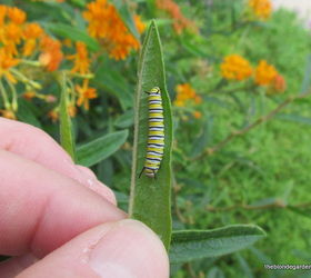 creating a monarch butterfly garden, gardening, pets animals, Monarch caterpillar on milkweed leaf