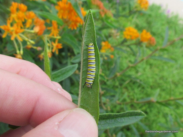 creating a monarch butterfly garden, gardening, pets animals, Monarch caterpillar on milkweed leaf
