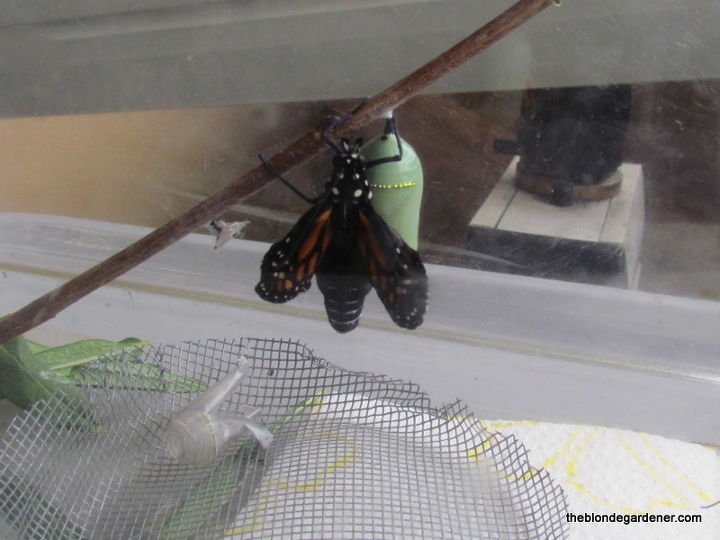 como criar um jardim de borboleta monarca