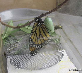creating a monarch butterfly garden, gardening, pets animals