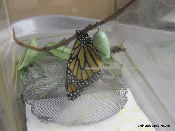 creating a monarch butterfly garden, gardening, pets animals