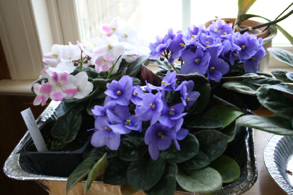 three ways to propagate african violets, flowers, gardening, home decor