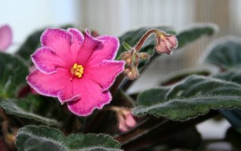 Three Ways to Propagate African Violets