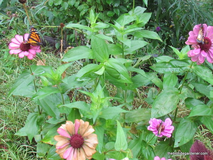 como atrair borboletas para o seu jardim