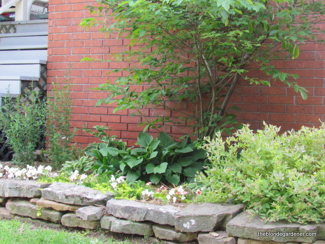 attracting butterflies to your garden, flowers, gardening, Spicebush against the brick wall