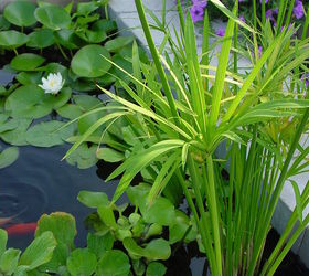 a little piece of heaven at home, Pond plants keep the water cool
