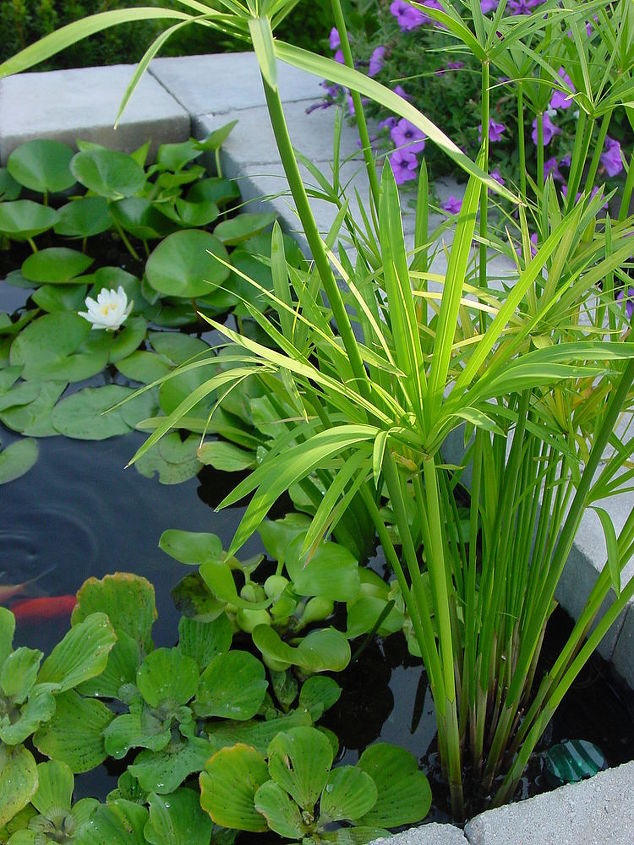 a little piece of heaven at home, Pond plants keep the water cool