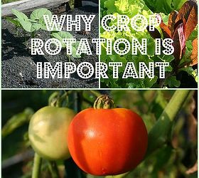 why is crop rotation important, gardening, homesteading, pest control