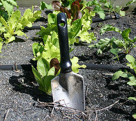 why is crop rotation important, gardening, homesteading, pest control