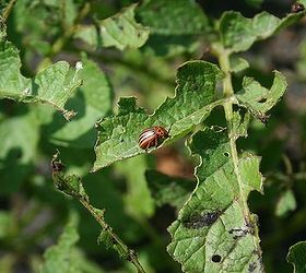 why is crop rotation important, gardening, homesteading, pest control