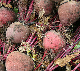 why is crop rotation important, gardening, homesteading, pest control