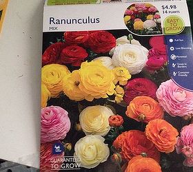 q growing ranunculus, flowers, gardening