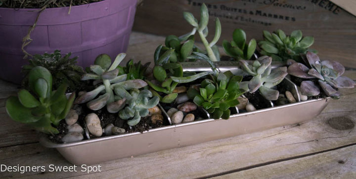 succulent ice cube tray, gardening, repurposing upcycling, succulents