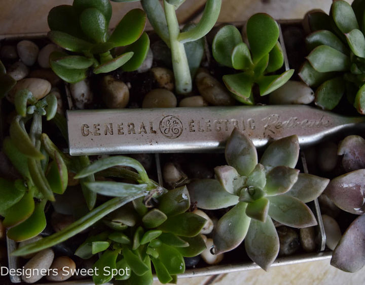succulent ice cube tray, gardening, repurposing upcycling, succulents